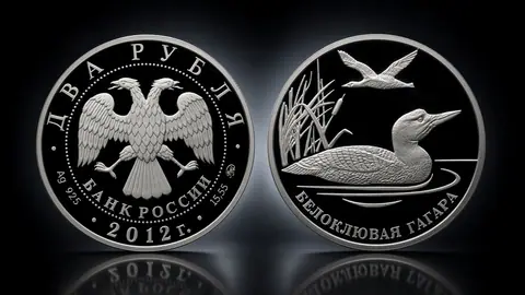 Белоклювая гагара