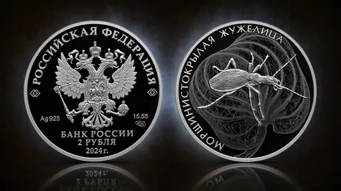 Морщинистокрылая жужелица