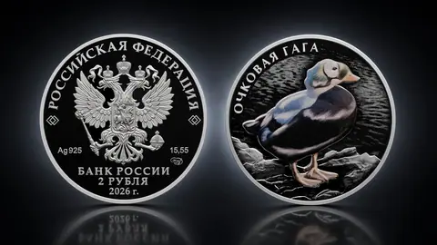 Очковая гага