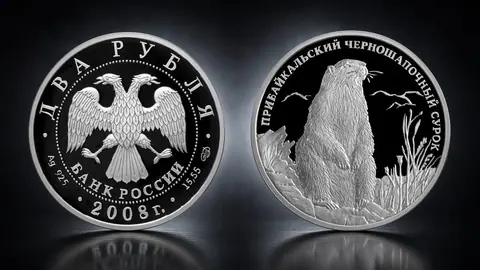 Прибайкальский черношапочный сурок