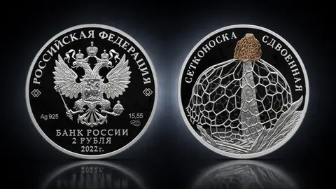 Сетконоска сдвоенная